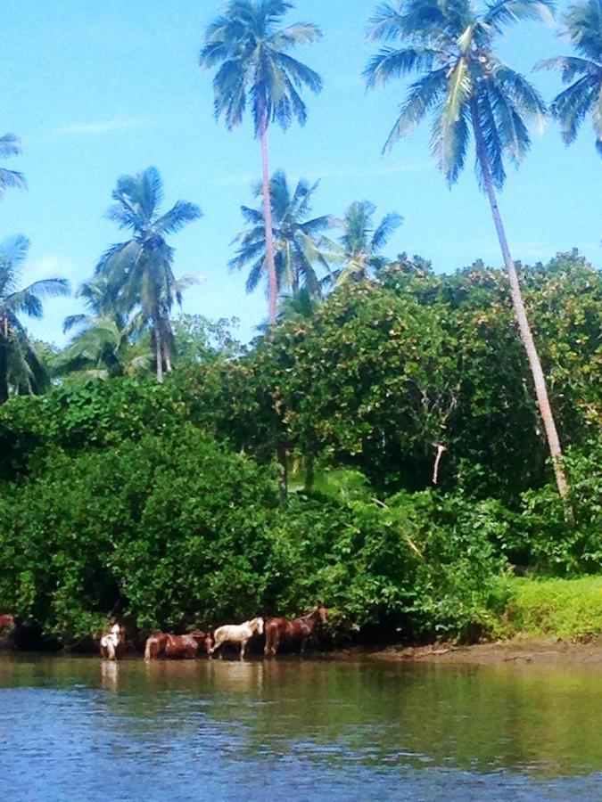 Naveria Heights Lodge Savusavu Εξωτερικό φωτογραφία